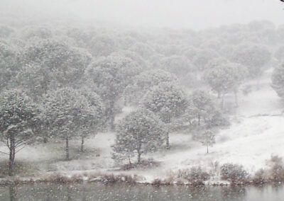 Paisaje nevado en La Calera, con vegetación cubierta de nieve